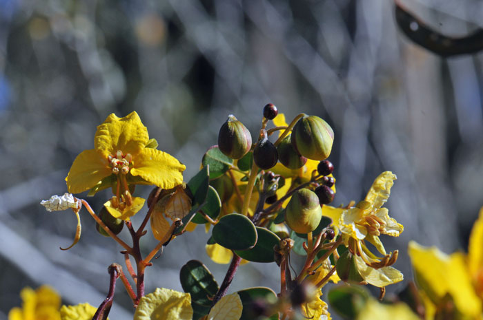Baja California Senna blooms from October through May and prefers elevations up to 1,500 feet (457 m). Senna purpusii